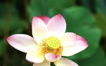 Vô tâm không bị cảnh chuyển 